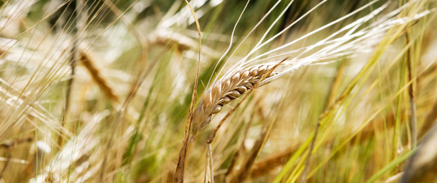 Wheat Background
